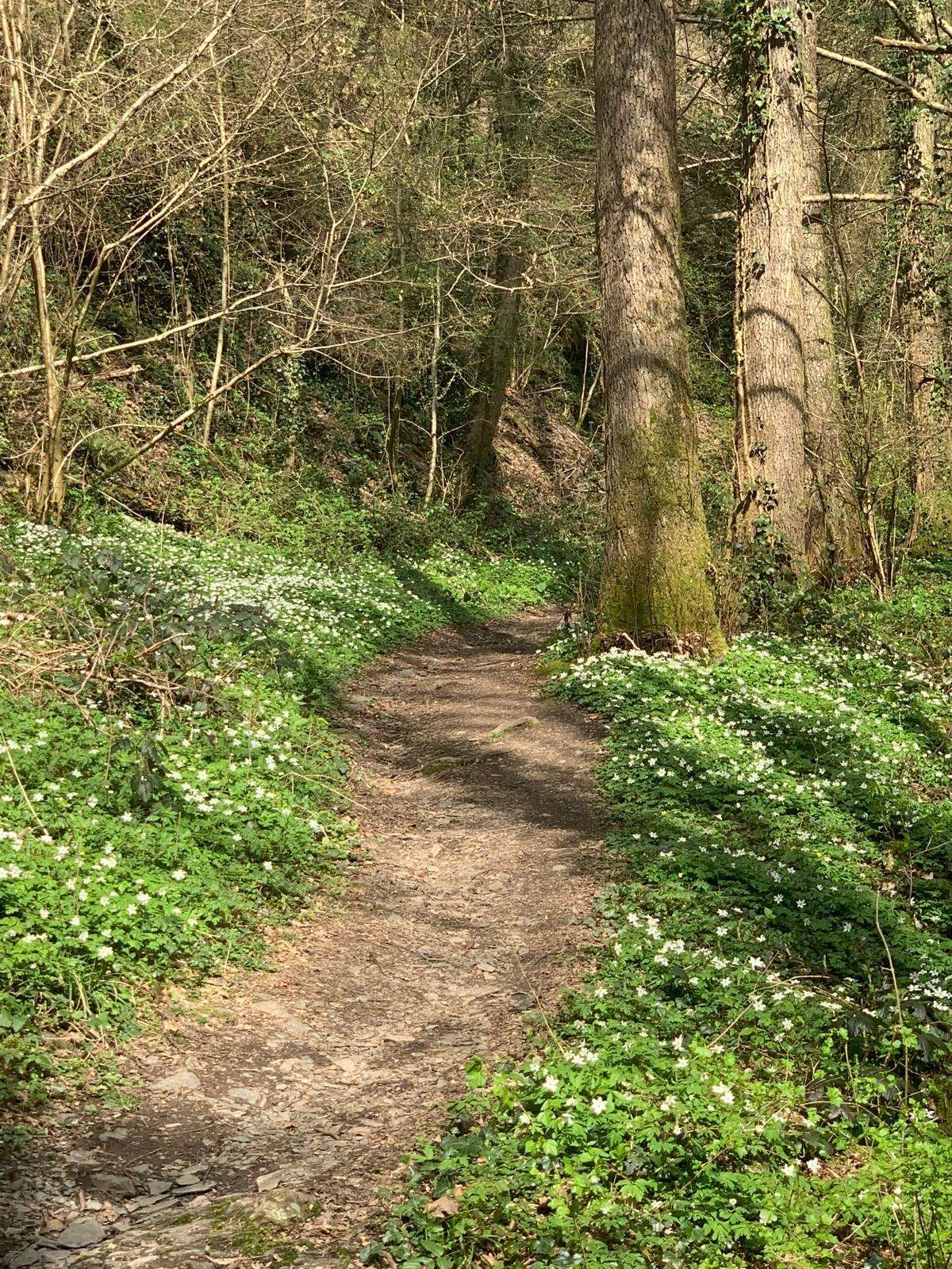 Wanderung Vogelsang Ediger